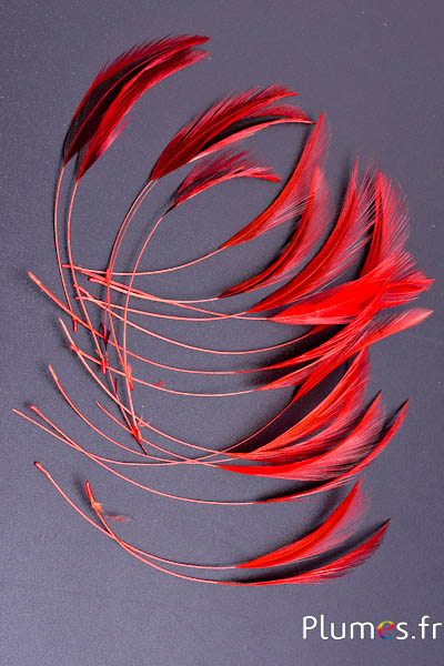 Coq filant - 10-15 cm - orange sanguin-noir